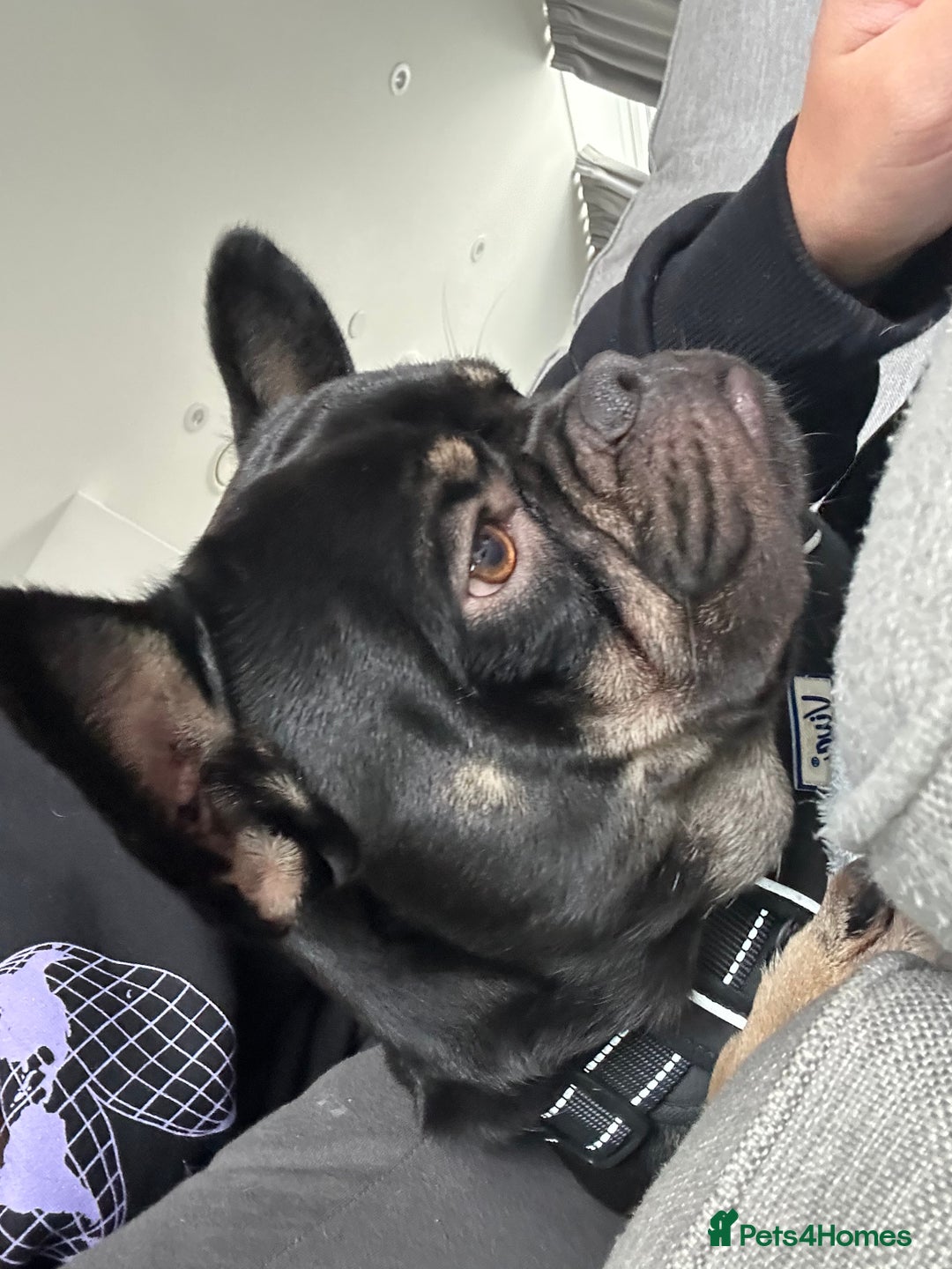 Mixed Breed dogs for sale: French bulldog x staff - Image 4