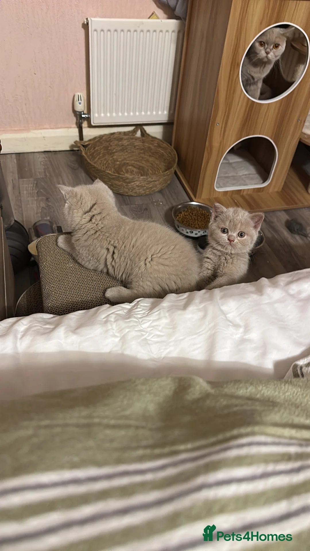 British Shorthair cats for sale: Champion British shorthair kittens very rare  - Advert 2