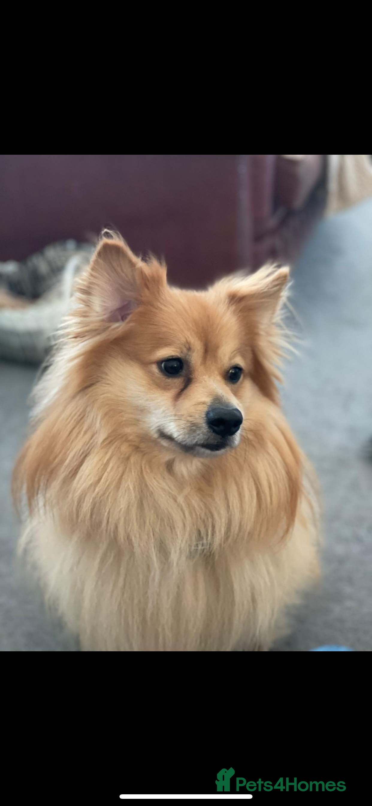 Pomeranian dogs Proven Stud male fox face pom  - Advert 15