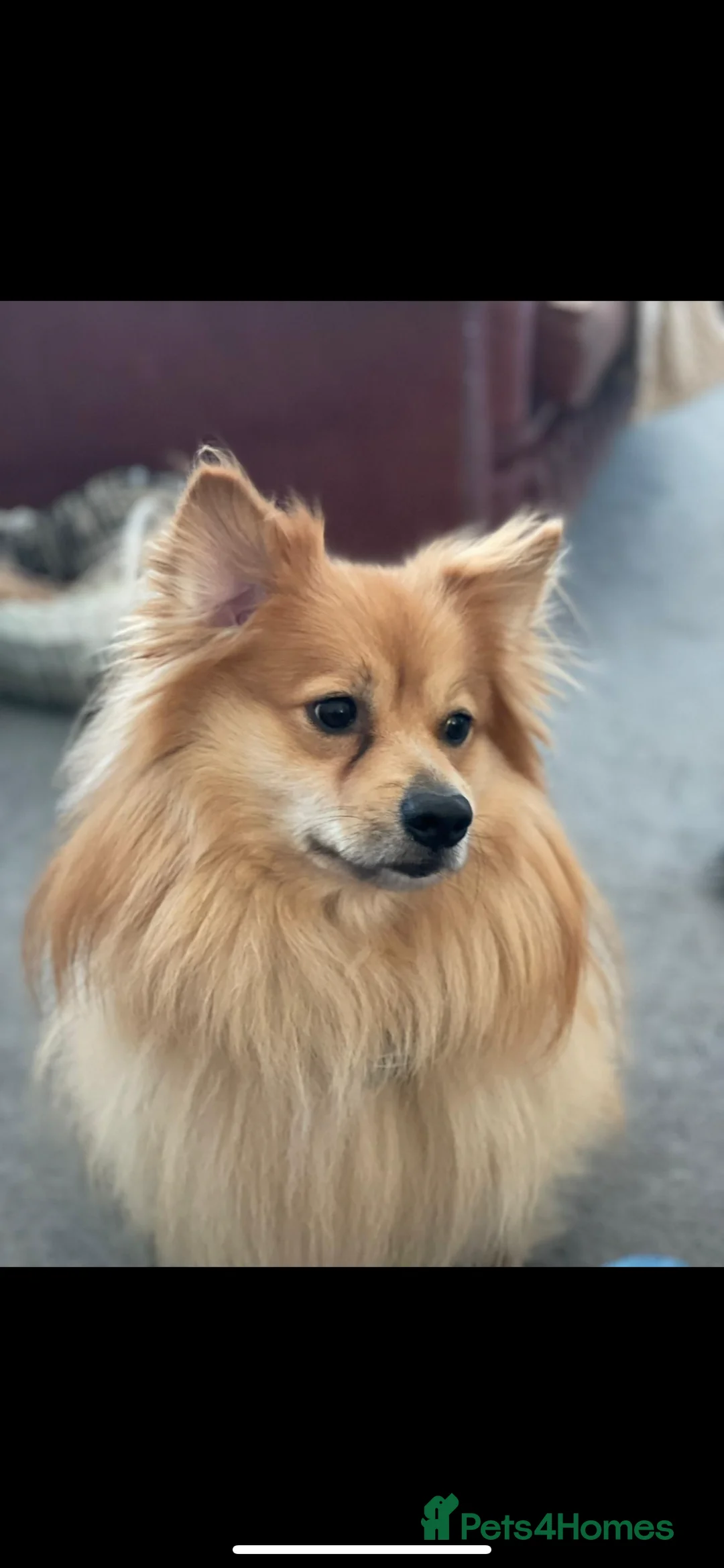 Pomeranian dogs for stud: Proven Stud male fox face pom  - Advert 1