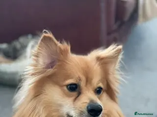 Pomeranian dogs Proven Stud male fox face pom - Advert 16