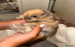 Mini Lop rabbits for sale: 4 gorgeous mini lop bunnies for sale  - Image 6