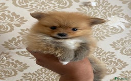 Pomeranian dogs for sale: Beautiful Russian bloodline Pomeranian puppies - Image 27