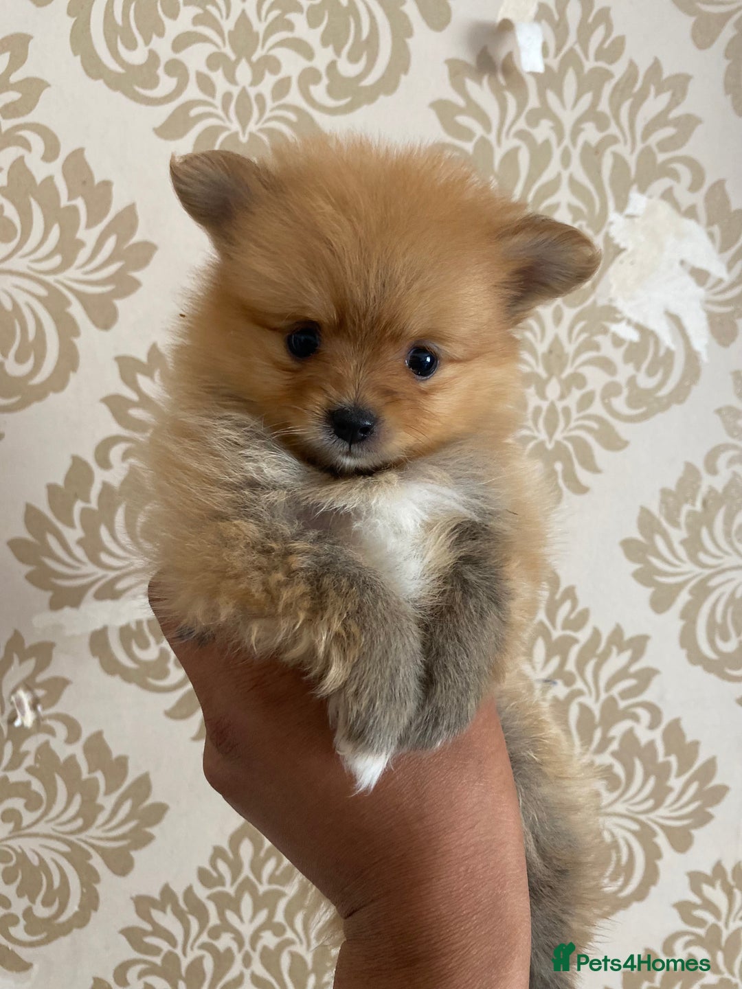 Pomeranian dogs for sale: Beautiful Russian bloodline Pomeranian puppies - Image 27