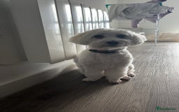 Bichon Frise dogs for sale: 1 year old Bishon looking for new home  - Image 3