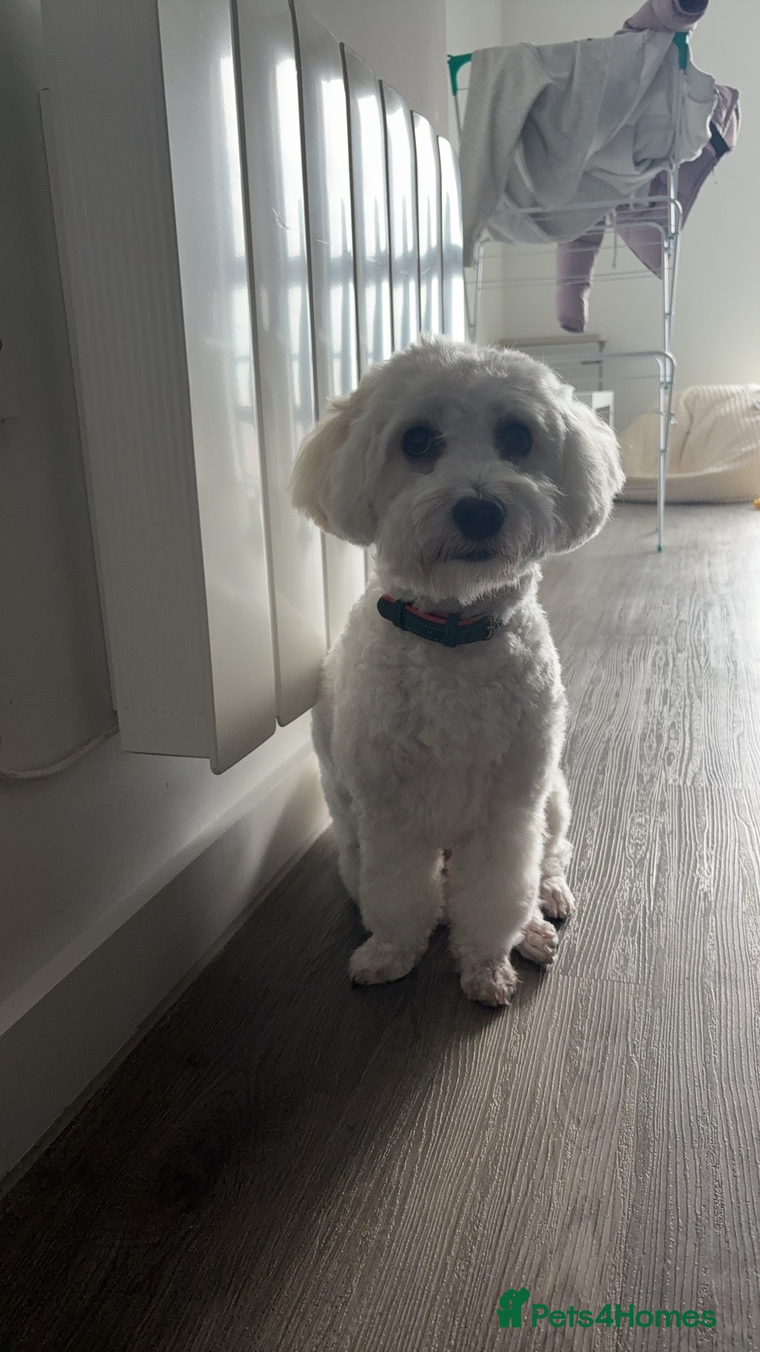 Bichon Frise dogs for sale: 1 year old Bishon looking for new home  - Image 3