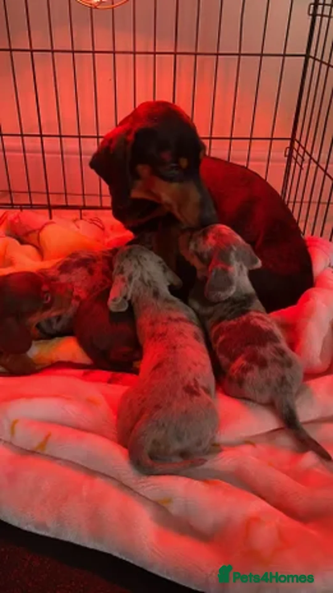 Dachshund dogs for sale: Dachshund girl  - Advert 5