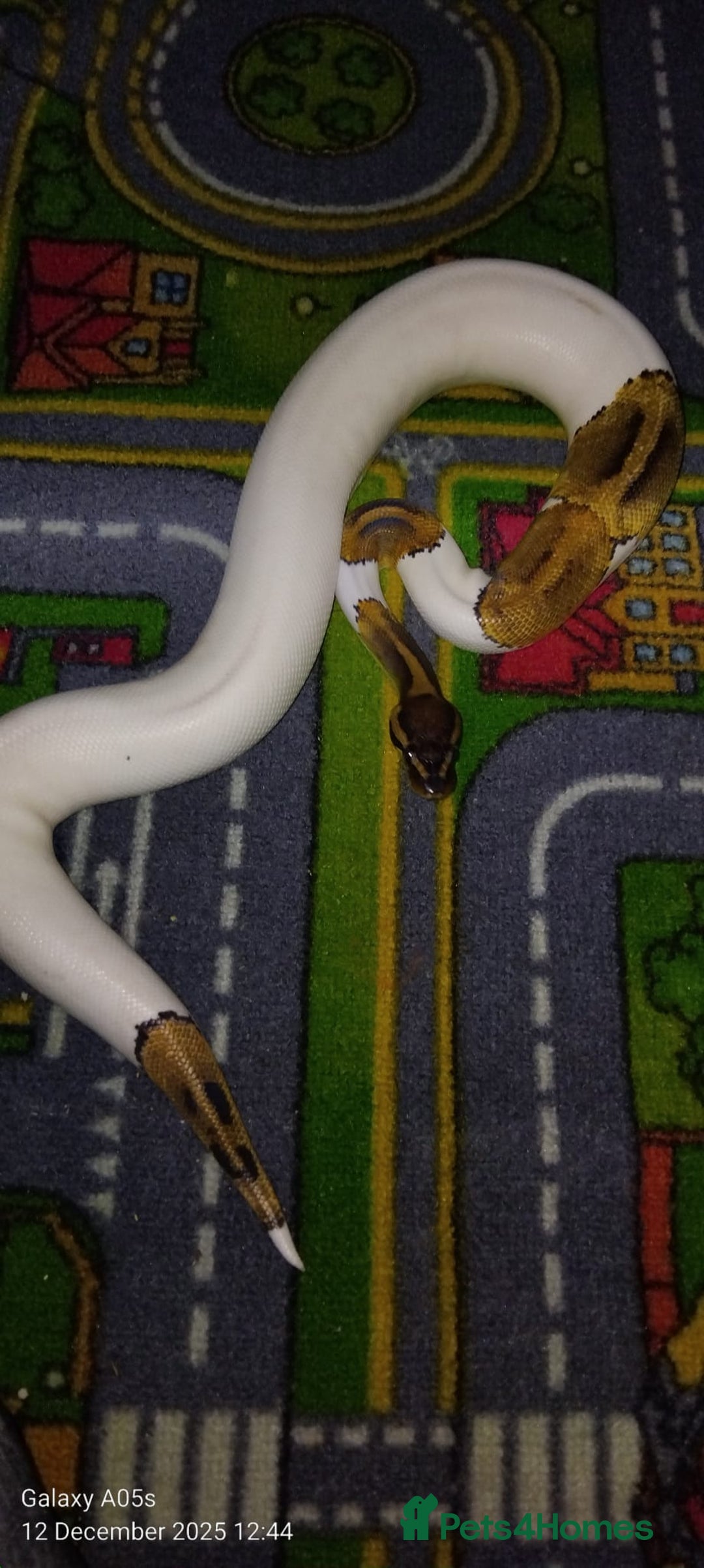 Python Snake reptiles for sale: Ball python  - Advert 4