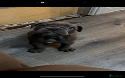 Olde English Bulldogge dogs for sale: Olde English Bulldogge Puppies - Image 18
