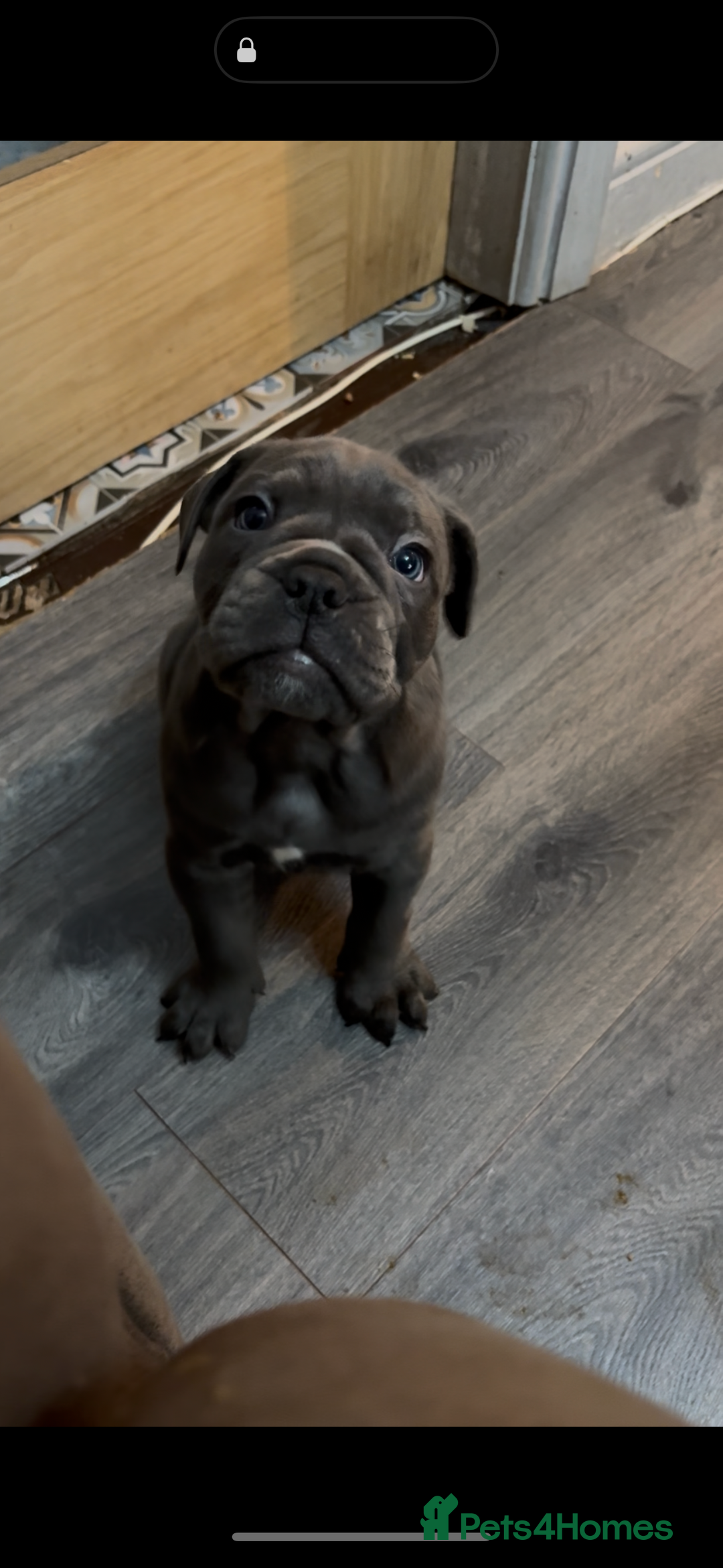 Olde English Bulldogge dogs for sale: Olde English Bulldogge Puppies - Image 18