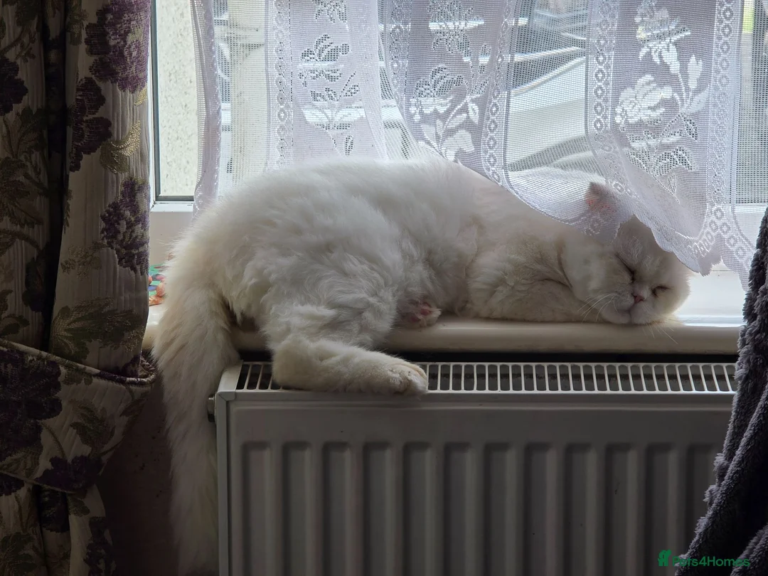 Persian cats for sale: Chinchilla Persian Male Cat For Sale - Advert 2
