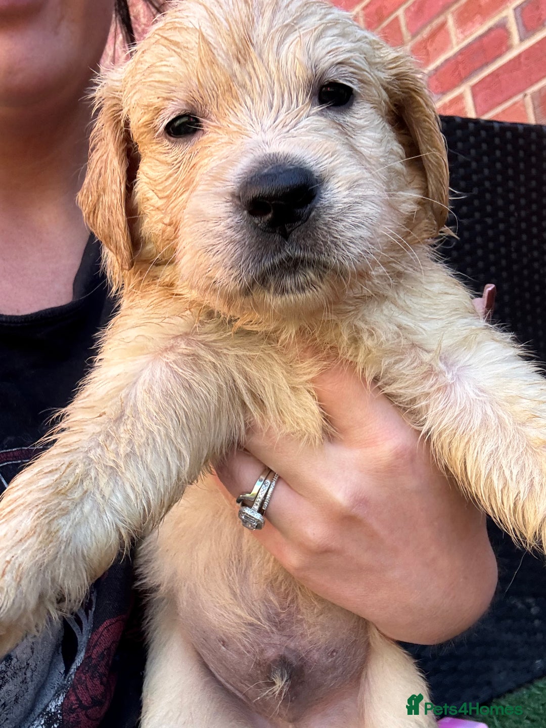 Golden Retriever dogs for sale: Golden retriever puppies - Image 12