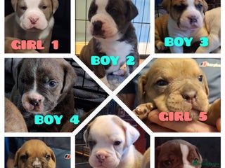 Mixed Breed dogs Old tyme x puppys - Advert 4