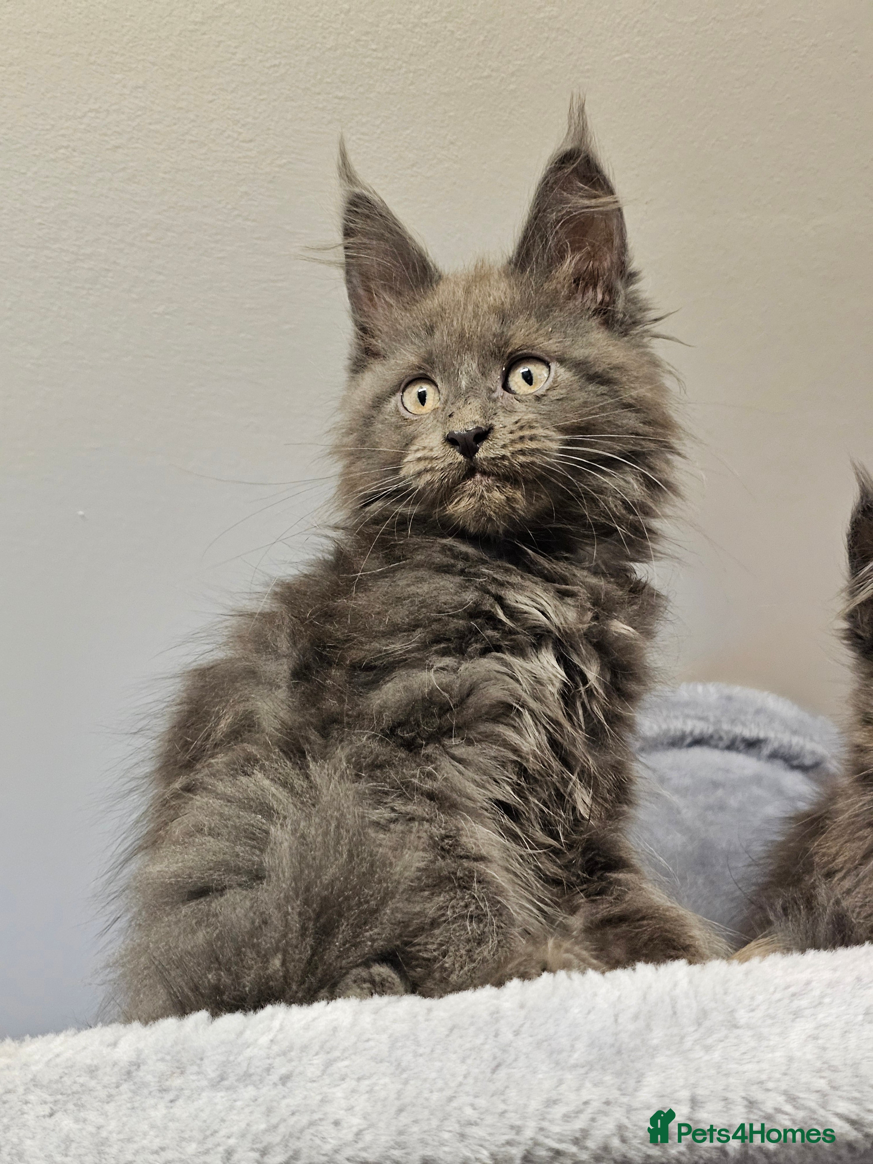 Maine Coon cats 🔥*STUNNING Litter of 6 Solid*💎*Blue Maine Coon💎 - Advert 7