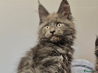 Maine Coon cats 🔥*STUNNING Litter of 6 Solid*💎*Blue Maine Coon💎 - Advert 2