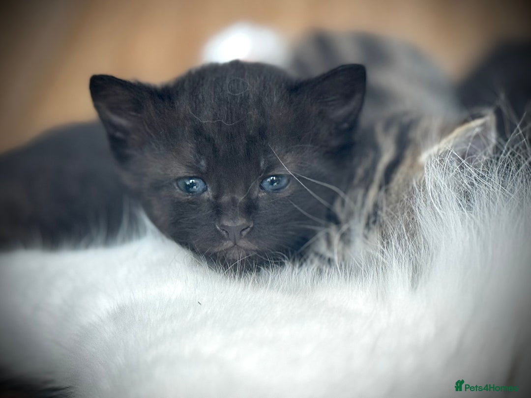 Mixed Breed cats for sale: 🌟 Exquisite Ragdoll × Bengal Kittens 🌟 - Advert 14