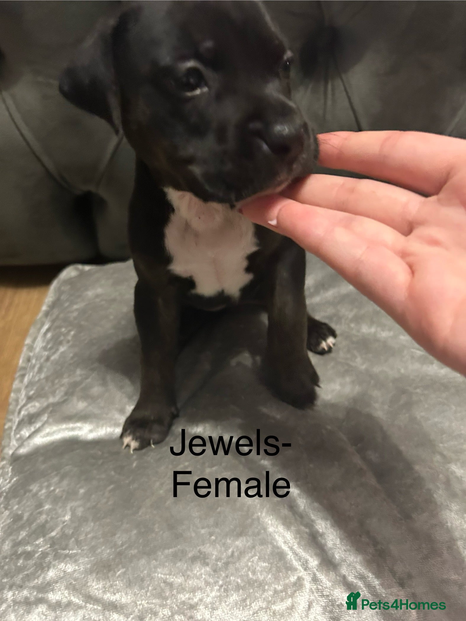 Mixed Breed dogs Beautiful pups ready now - Advert 7