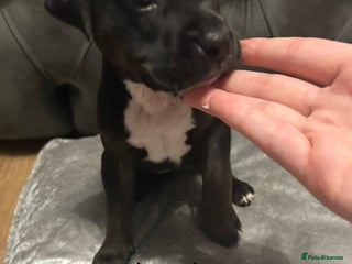 Mixed Breed dogs Beautiful pups ready now - Advert 7