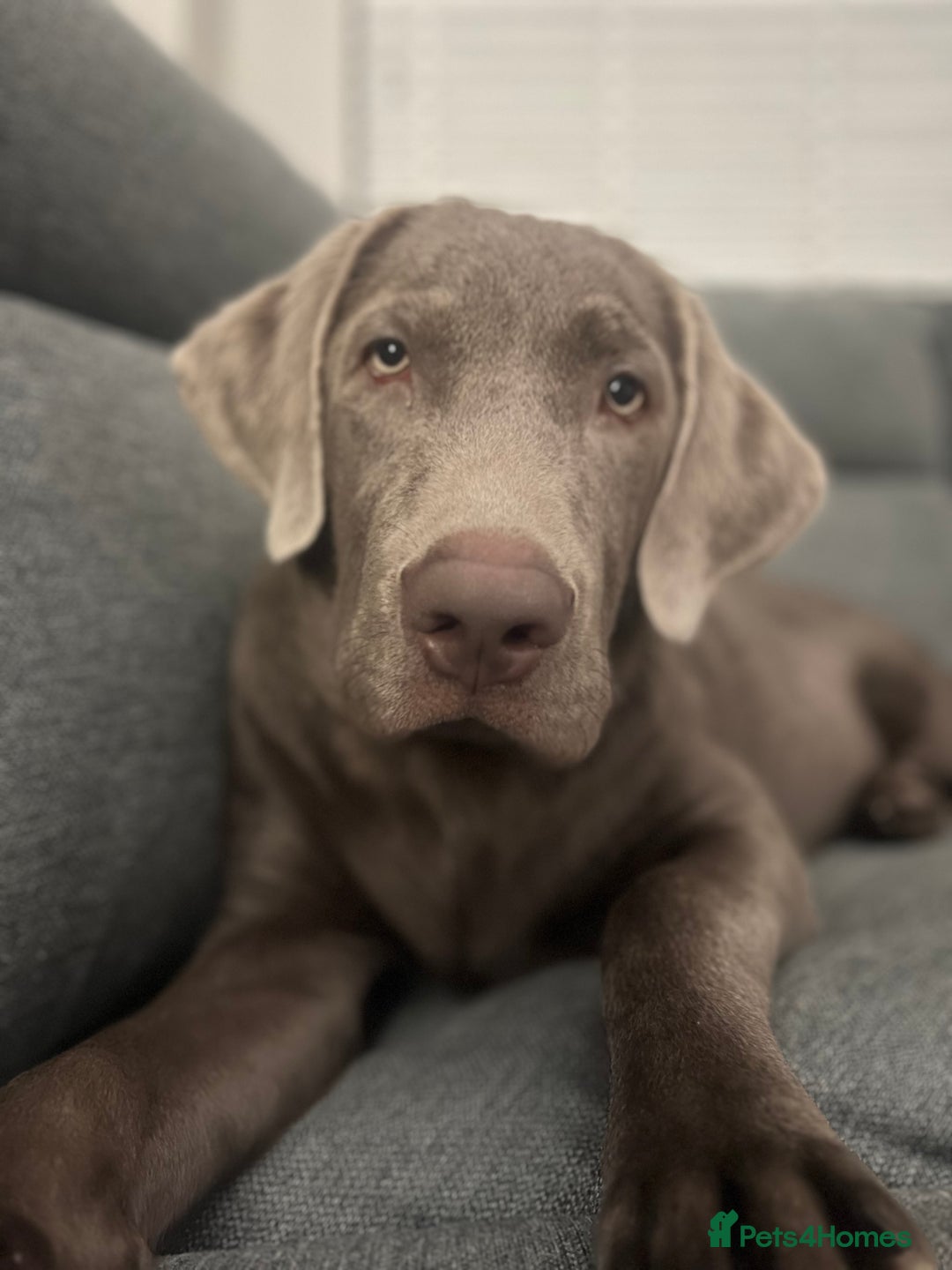 Labrador Retriever dogs for sale: Murphy  - Advert 3