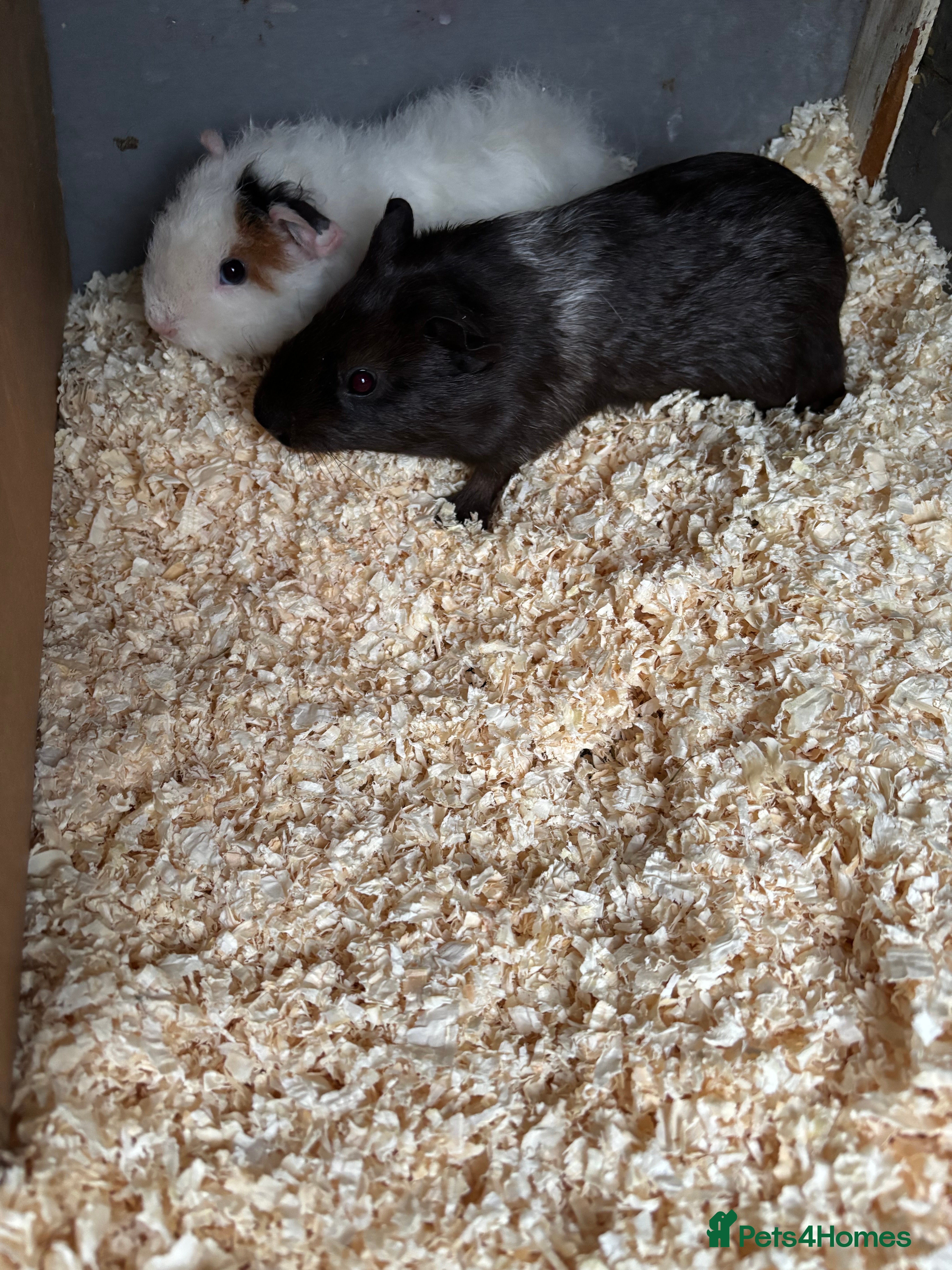 Guinea Pig rodents Baby male guinea pigs  - Advert 18