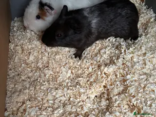 Guinea Pig rodents Baby male guinea pigs - Advert 18