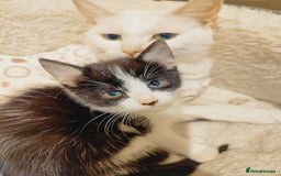 Domestic Shorthair cats for sale: Two female kittens looking for their forever homes - Image 9