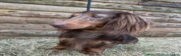 Miniature Dachshund dogs for sale: Long hair/short hair miniature dachshund💖 - Advert 4