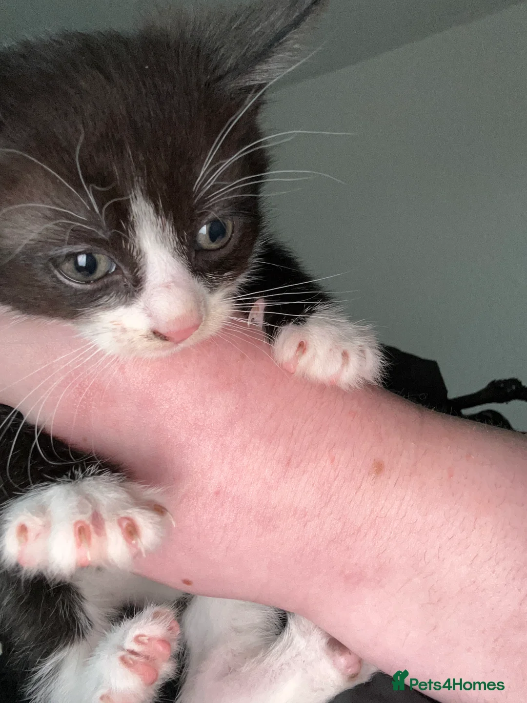 Mixed Breed cats for sale: Litter of kittens for sale  - Advert 2