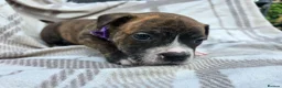 Staffordshire Bull Terrier dogs for sale: Staffy pups in Coleford - Advert 2