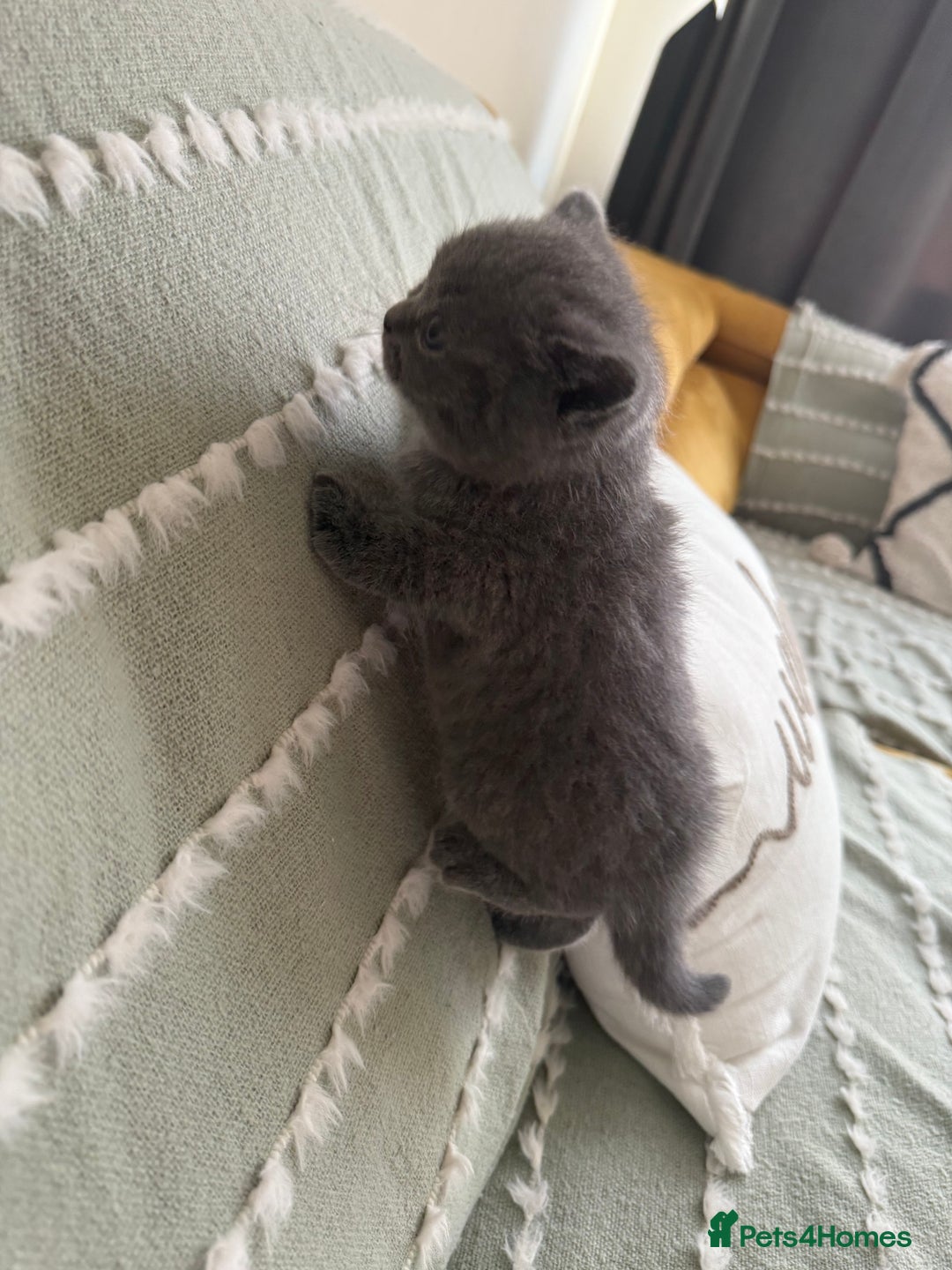 British Shorthair cats for sale: Gorgeous Kittens Ready to Find Their Forever Homes - Image 21