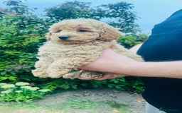 Labradoodle dogs for sale: Chunky Miniature Soft Curled Labradoodle Pups - Image 5