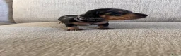 Miniature Dachshund dogs for sale: KC registered miniature dachshunds  - Advert 6