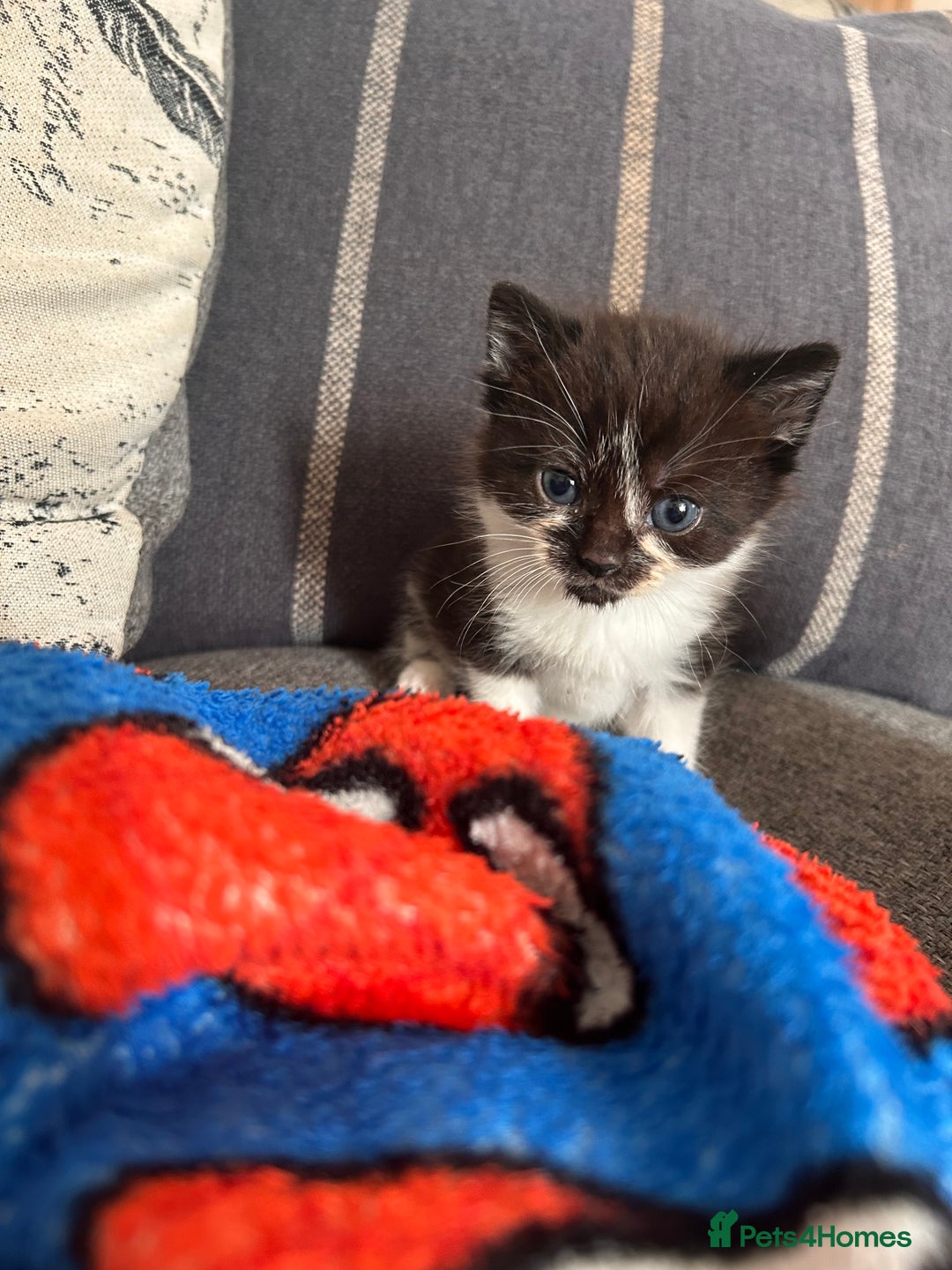 Domestic Shorthair cats for sale: Black and white shorthair kittens  - Image 7