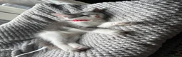 Ragdoll cats for sale: Beautiful Grey & White Ragdoll Kitten  - Advert 7