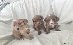 Cavapoo dogs for sale: Cavapoos - Image 1