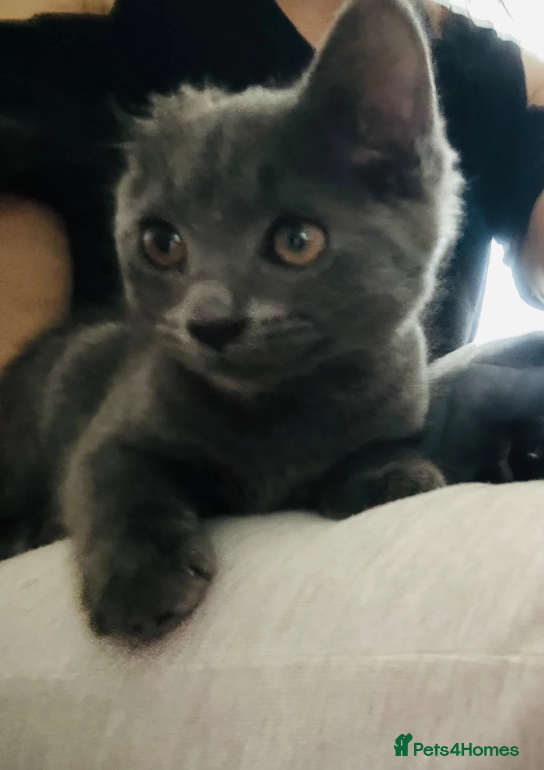 Mixed Breed cats for sale: Russian blue mixed tabby  in High Wycombe - Advert 5