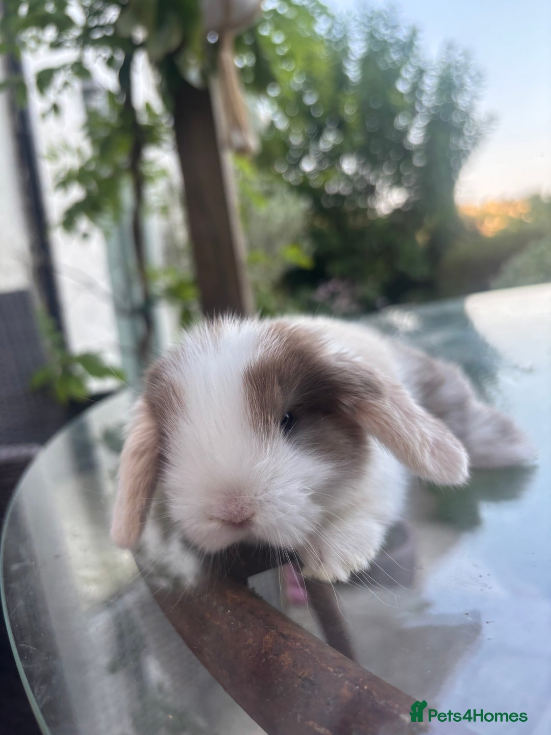 Mini Lop rabbits for sale: Stunning Mini Lop Bunnies🤍🌾 - Image 7