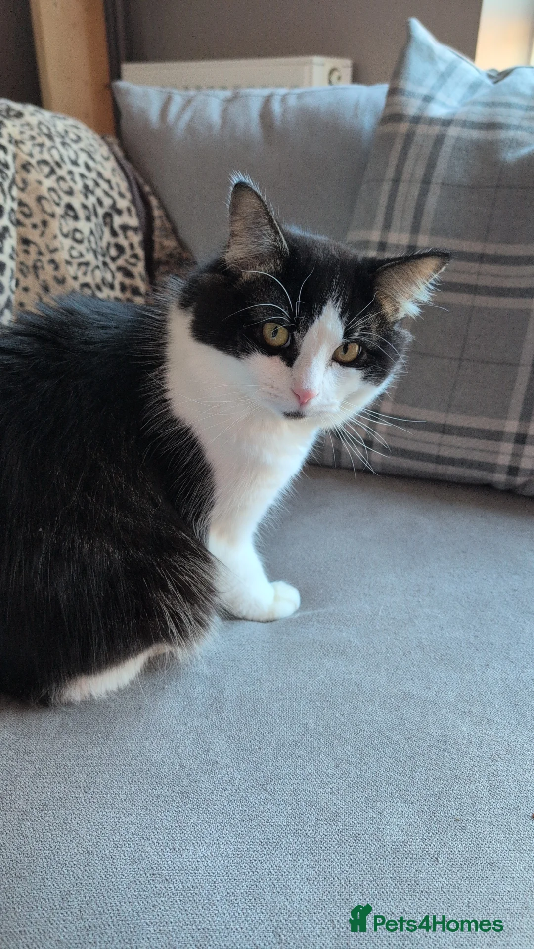 British Longhair cats for sale: Free - Gizmo ready for a loving home.  - Advert 8