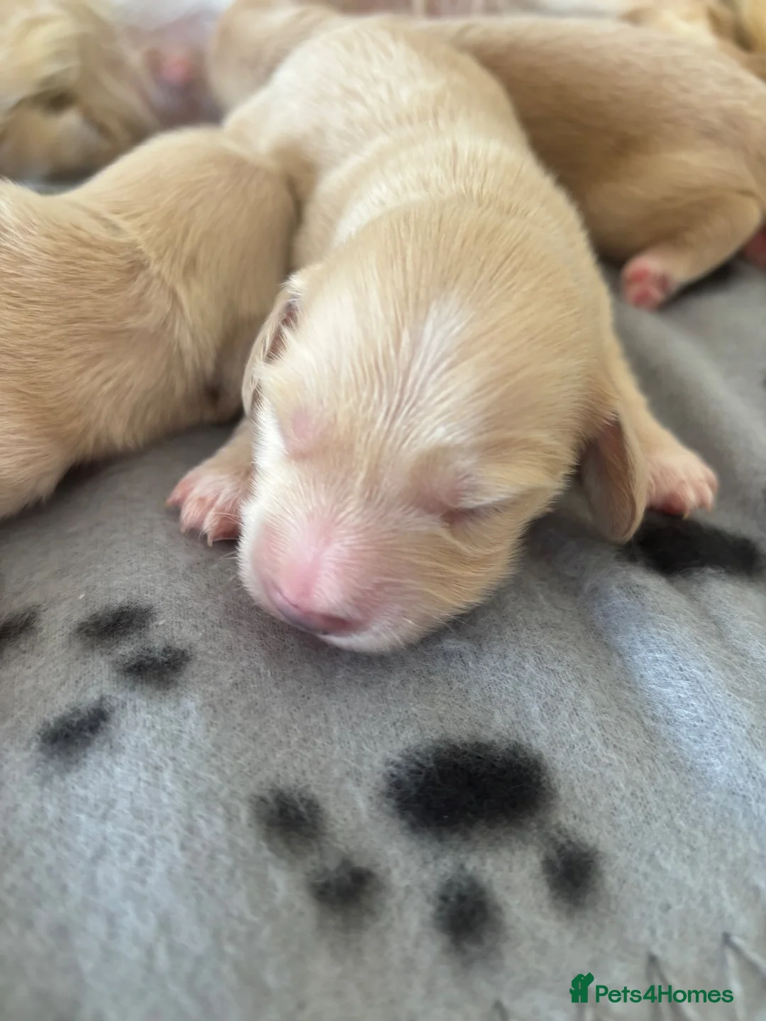 Miniature Dachshund dogs for sale: Bright Cream long haired miniature daschund⭐️ - Advert 17