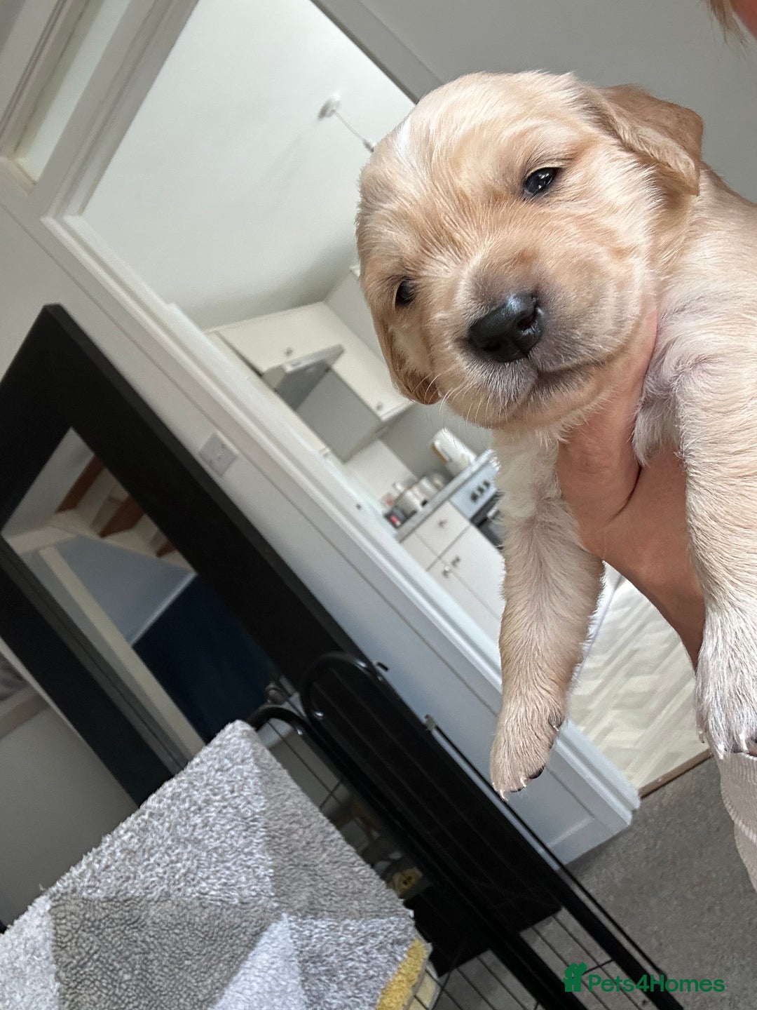 Golden Retriever dogs for sale: Golden retriever puppies!  - Image 11