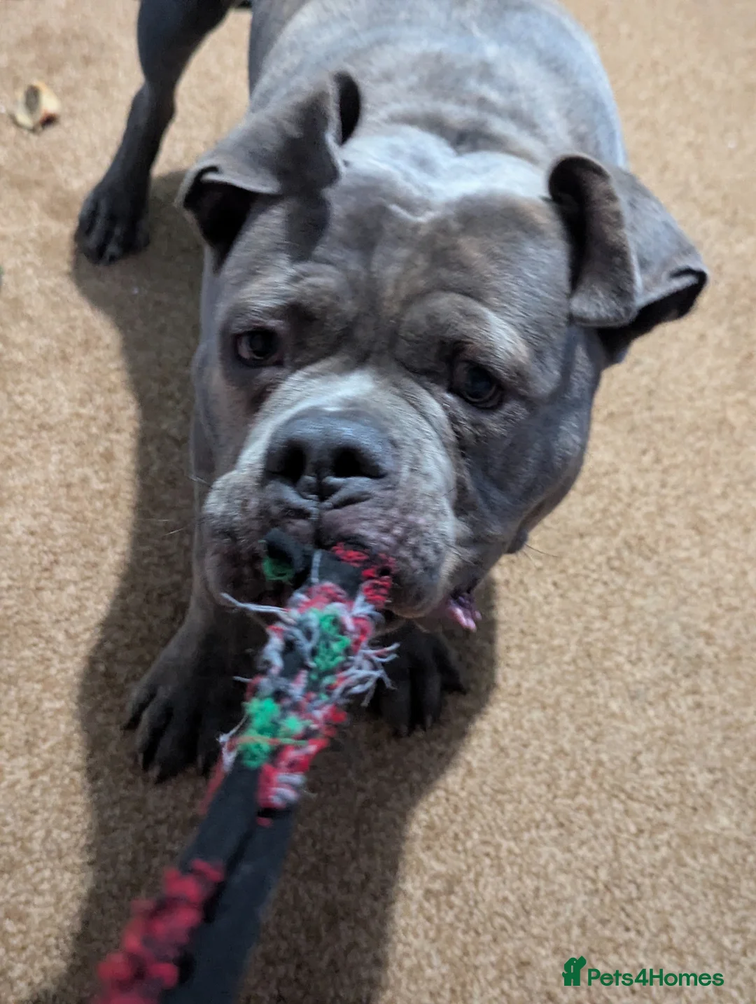 American Bully dogs for stud: Beautiful stunning American pocket bully in Chesterfield - Advert 9