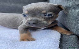Mixed Breed dogs for sale: ONE LEFT REDUCED French wieners-Frenchie/dashhound - Image 18