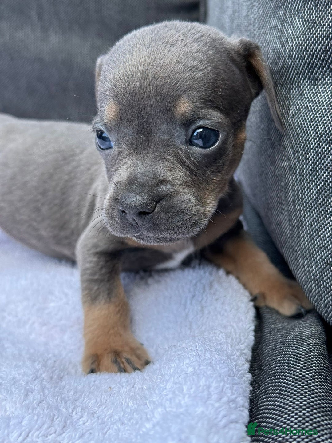 Mixed Breed dogs for sale: ONE LEFT REDUCED French wieners-Frenchie/dashhound - Image 18