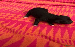 Cavapoo dogs for sale: Beautiful Cavapoo puppies  - Image 4