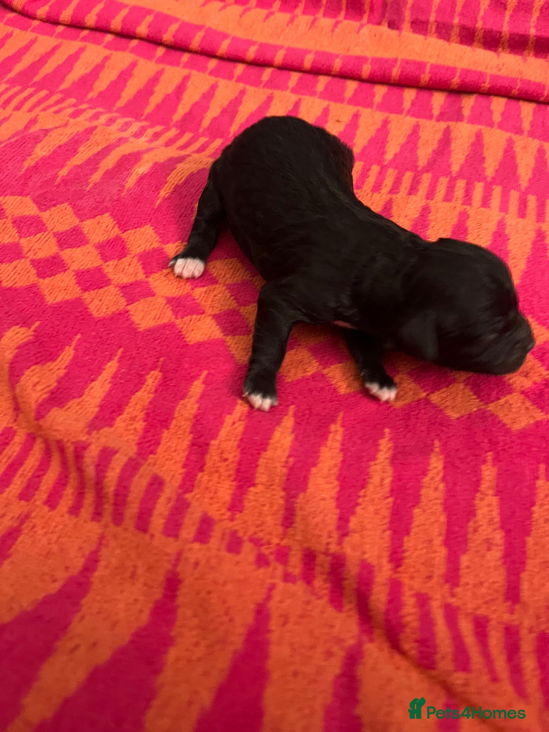 Cavapoo dogs for sale: Beautiful Cavapoo puppies  - Image 4