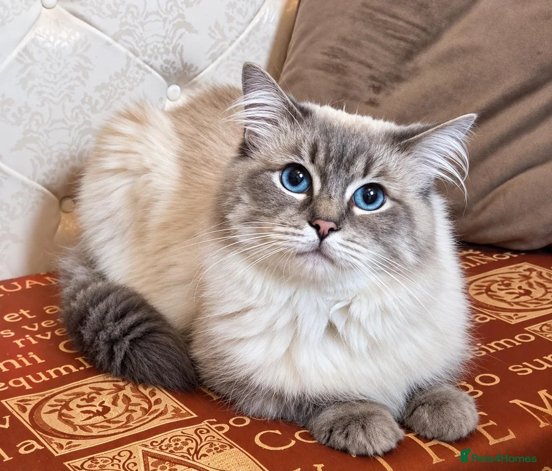 Ragdoll cats for stud: *stud*Gccf & tica entire active bluepoint ragdoll - Advert 2