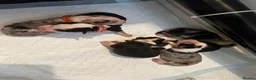 Border Collie dogs for sale: Fully Health Tested, KC registered puppies due - Advert 22