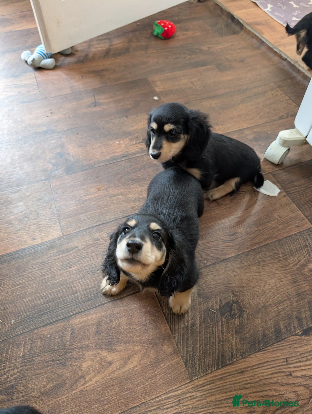Miniature Dachshund dogs for sale: KC Black and Cream  ready now - Image 14