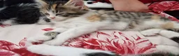 Mixed Breed cats for sale: 4 gorgeous kitten looking for their forever home - Advert 4