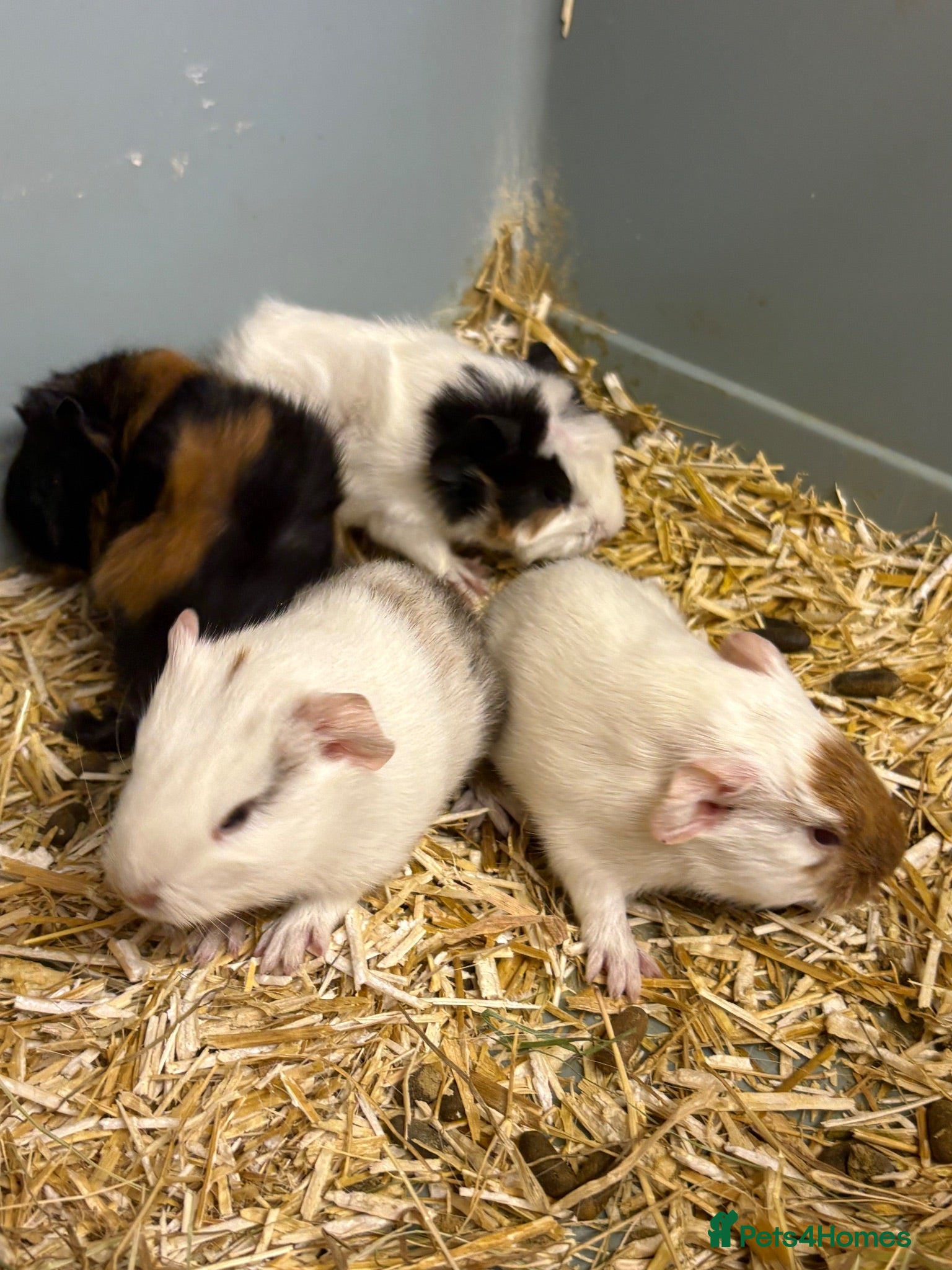Guinea Pig rodents Girl and boy babies  - Advert 15